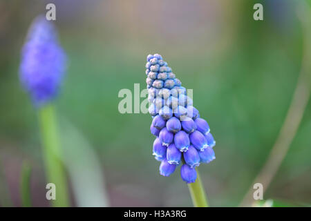 Début de géant, muscari - floraison en forme de cloche de couleur au début du printemps spike Jane Ann Butler Photography JABP1642 Banque D'Images