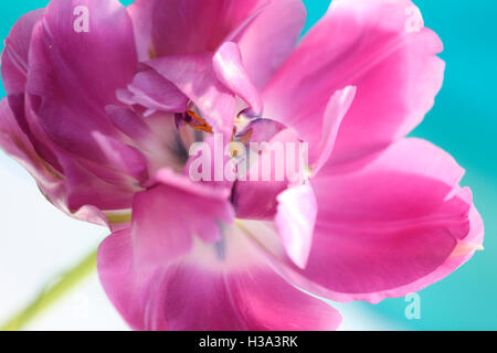 Parrot tulip rose émergents - nouvelle vie Jane Ann Butler Photography JABP1634 Banque D'Images