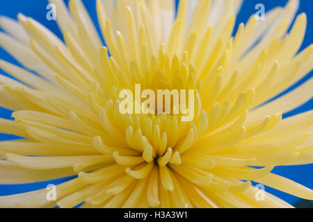 Dahlia cactus jaune criard, longue floraison en été Jane Ann Butler Photography JABP1629 Banque D'Images