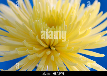 Dahlia cactus jaune criard, longue floraison en été Jane Ann Butler Photography JABP1628 Banque D'Images