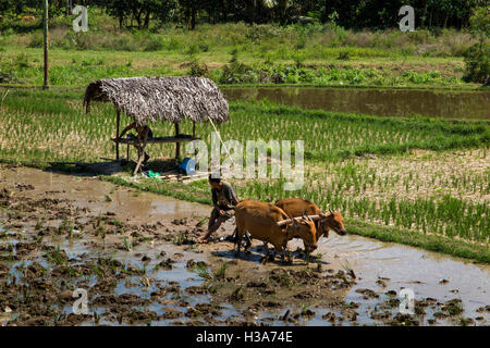 L'Indonésie, Lombok,, La Chaux-de-Fonds agricoles irriguées au nord de Pusuk Pass, la préparation à la plantation avec des taureaux Banque D'Images