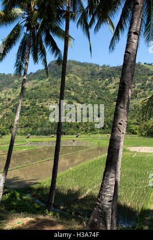 L'Indonésie, Lombok,, La Chaux-de-Fonds agricoles irriguées au nord de Pusuk Pass, en préparation à la plantation Banque D'Images