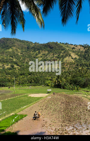 L'Indonésie, Lombok,, La Chaux-de-Fonds agricoles irriguées au nord de Pusuk Pass, la préparation à la plantation avec des taureaux Banque D'Images