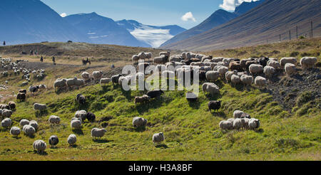 Les moutons Round-up, Skidadalur valley, dans le Nord de l'Islande Banque D'Images