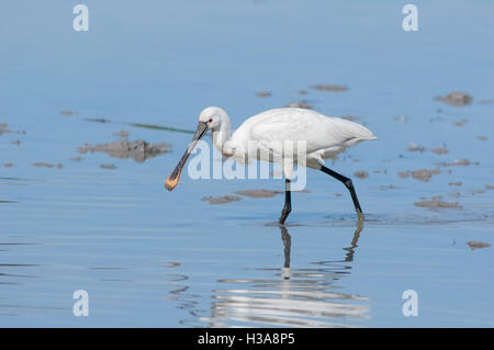 Portrait de la spatule blanche Platalea leucorodia, adultes se nourrissent dans les eaux peu profondes de la zone humide. Banque D'Images