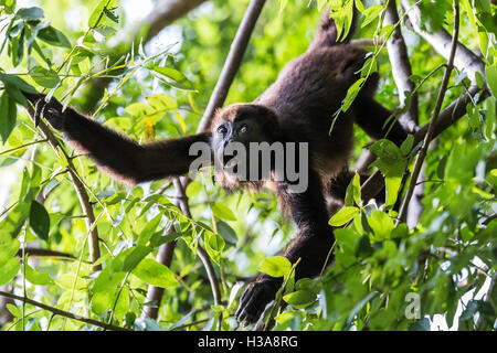 Un singe hurleur atteint pour sa prochaine bouchée de nourriture dans la cime des arbres d'une forêt sèche du Costa Rica un après-midi. Banque D'Images