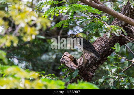 Le héron vert prowling le paysage du point de vue d'un arbre dans le Costa Rica. Banque D'Images