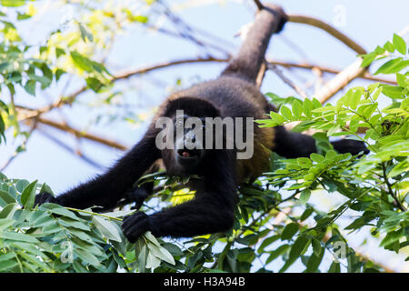 Un singe hurleur atteint dehors pour une branche pleine de feuilles vertes dans une forêt à Guanacaste, Costa Rica. Banque D'Images