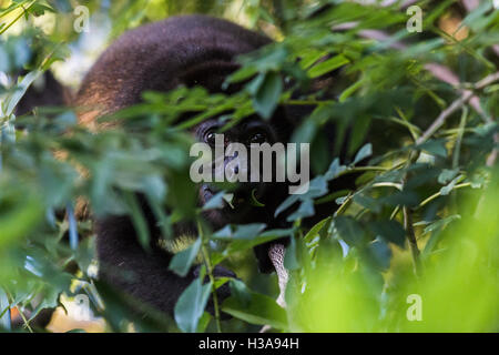 Un singe hurleur cherche sa prochaine feuilles comme il takes something de là. Capturés dans la cime des arbres de Guanacaste, Costa Rica. Banque D'Images