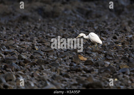 Une grande aigrette de fourrages pour les crabes et petits poissons dans les rochers sur la côte du Guanacaste, Costa Rica tôt un matin. Banque D'Images