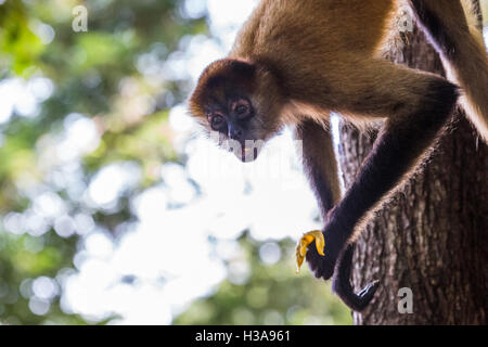 Un singe-araignée en-cas sur une banane dans la cime des arbres de Guanacaste, Costa Rica. Banque D'Images