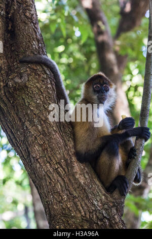 Un singe-araignée en-cas sur une banane dans la cime des arbres de Guanacaste, Costa Rica. Banque D'Images