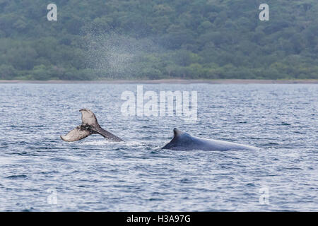 Mère et bébé les baleines jouer dans l'eau au large de la côte du Guanacaste, Costa Rica. Banque D'Images