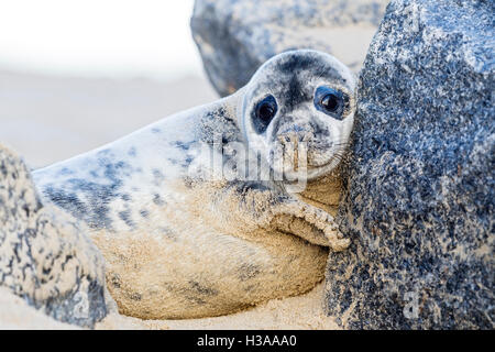 Un bébé phoque gris repose sur une plage, côte de la mer du Nord, Norfolk, Angleterre Banque D'Images