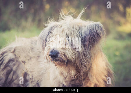 Dirty Old English sheepdog dans la forêt Banque D'Images