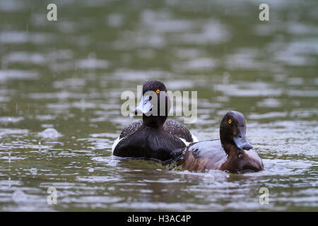 Fuligule morillon (Aythya fuligula) Paire de natation. Le lac Hintersee. La Haute-bavière. L'Allemagne. Banque D'Images