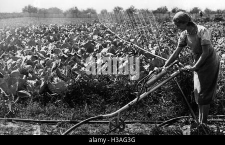 Jungmaedel travaillant dans le domaine, 1940 Banque D'Images