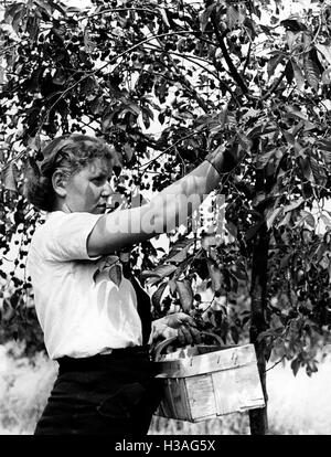 Fille BDM durant la récolte de cerises, 1939 Banque D'Images