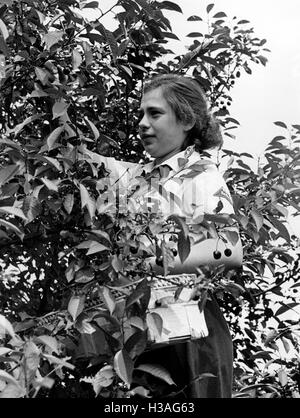 BDM girl picking cherries, 1939 Banque D'Images