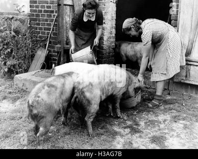 Landdienst filles lors de l'alimentation des porcs, 1940 Banque D'Images