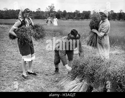 Aides de la récolte de la Ligue des femmes nationales-socialistes, 1940 Banque D'Images