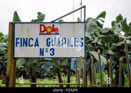 Visiter célèbre et très importante plantation de banane au Costa Rica, en fournissant leurs bananes dans le monde à l'échelle internationale. Dole, fruits, des affaires Banque D'Images