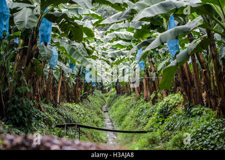 Visiter célèbre et très importante plantation de banane au Costa Rica, en fournissant leurs bananes dans le monde à l'échelle internationale. Dole, fruits, des affaires Banque D'Images