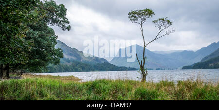 Un arbre isolé sur les rives de la lande à l'eau dans le Lake District, avec un ciel orageux Banque D'Images