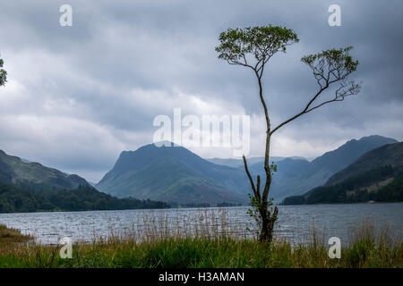 Un arbre isolé sur les rives de la lande à l'eau dans le Lake District, avec un ciel orageux Banque D'Images