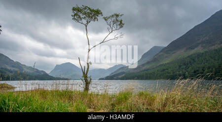 Un arbre isolé sur les rives de la lande à l'eau dans le Lake District, avec un ciel orageux Banque D'Images