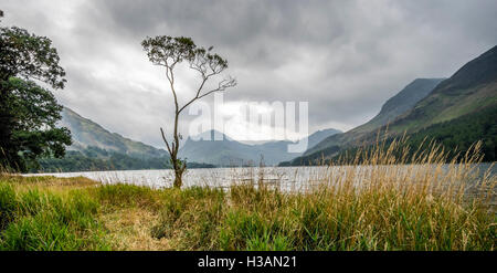 Un arbre isolé sur les rives de la lande à l'eau dans le Lake District, avec un ciel orageux Banque D'Images