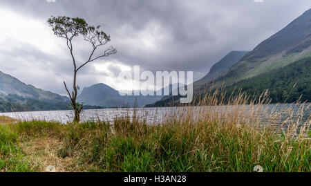 Un arbre isolé sur les rives de la lande à l'eau dans le Lake District, avec un ciel orageux Banque D'Images