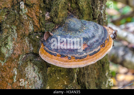 La grande l'amadou (champignon Fomitopsis pinicola) sur un cadavre dans les bois de bouleau Banque D'Images