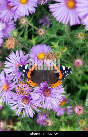 Vanessa atalanta . L'amiral rouge alimentation papillon sur les fleurs de l'Aster et en jardin anglais. UK Banque D'Images