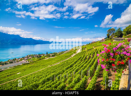 Terrasses du vignoble au lac Genève en célèbre région viticole de Lavaux, Site du patrimoine mondial de l'UNESCO depuis 2007, le Canton de Vaud, Suisse Banque D'Images