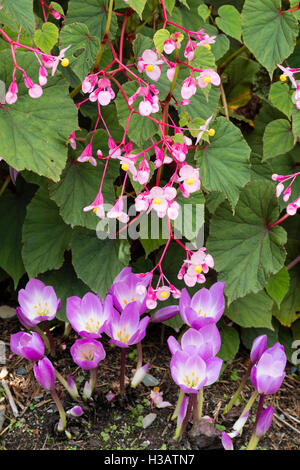 Fleurs d'automne du hardy Begonia grandis var. evansiana 'Sapporo' contraste avec les fleurs de Colchicum speciosum 'Zephyr' Banque D'Images