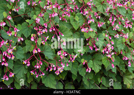 Fleurs d'automne et le feuillage de la hardy begonia Begonia grandis var. evansiana, 'Sapporo' Banque D'Images