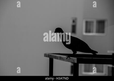 Silhouette d'un pigeon donnent sur un balcon Banque D'Images