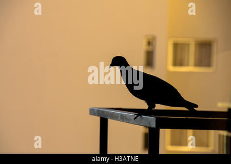 Silhouette d'un pigeon donnent sur un balcon Banque D'Images