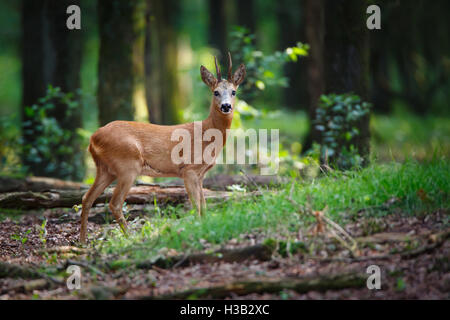 Un chevreuil dans une forêt Banque D'Images