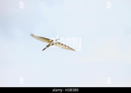 Grande Aigrette volant dans la nature sur sky Banque D'Images