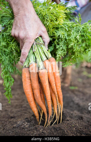 Close-up de la récolte des carottes tas de jardinier au jardin de terre Banque D'Images