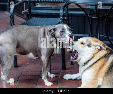 Un loup en train de jouer avec un pit-bull terrier Banque D'Images