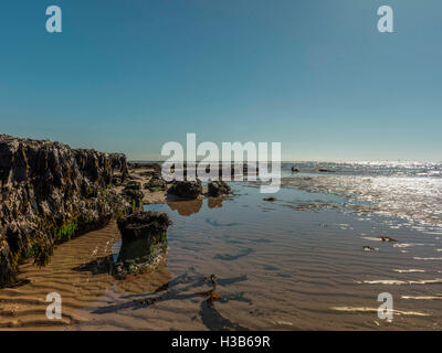 Soleil d'automne, ciel bleu, du sable, des algues, des rochers et des rigoles visibles à marée basse, près de la ville balnéaire de Exmouth, Devon. Banque D'Images