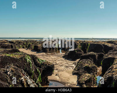 Soleil d'automne, ciel bleu, du sable, des algues, des rochers et des rigoles visibles à marée basse, près de la ville balnéaire de Exmouth, Devon. Banque D'Images