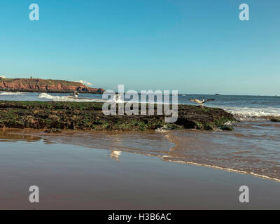 Soleil d'automne, ciel bleu, du sable, des algues, des rochers et des rigoles visibles à marée basse, près de la ville balnéaire de Exmouth, Devon. Banque D'Images