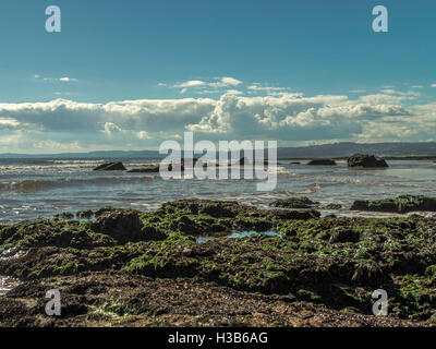 Soleil d'automne, ciel bleu, du sable, des algues, des rochers et des rigoles visibles à marée basse, près de la ville balnéaire de Exmouth, Devon. Banque D'Images