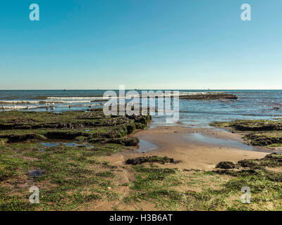 Soleil d'automne, ciel bleu, du sable, des algues, des rochers et des rigoles visibles à marée basse, près de la ville balnéaire de Exmouth, Devon. Banque D'Images