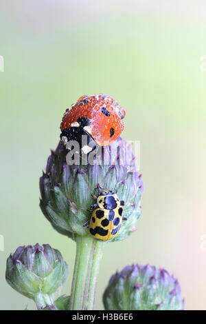 Coccinelle et ladybeetle sur un bourgeon Banque D'Images