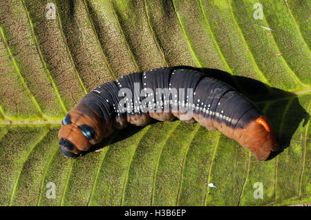 Noida, Uttar Pradesh, Inde- Novembre 14, 2013 : Orange-Red Caterpillar couleur sur une feuille dans un jardin à Noida, Uttar Pradesh, Inde Banque D'Images